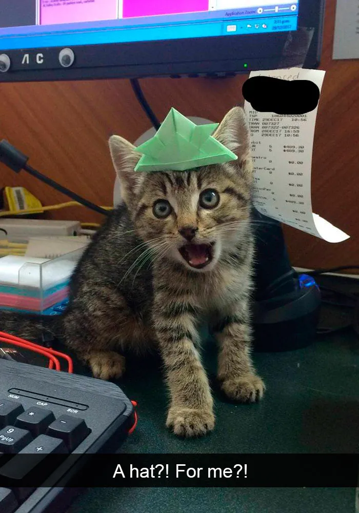 159 Hilarious Cat Snapchats That Will Leave You With The Biggest Smile (New Pics)