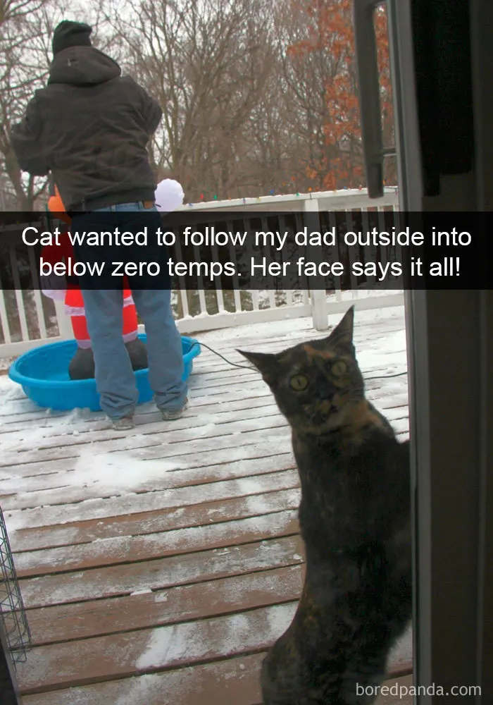 159 Hilarious Cat Snapchats That Will Leave You With The Biggest Smile (New Pics)