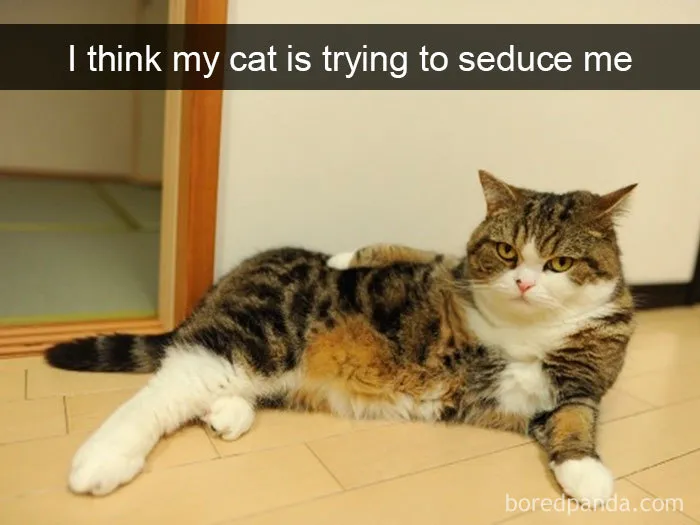159 Hilarious Cat Snapchats That Will Leave You With The Biggest Smile (New Pics)