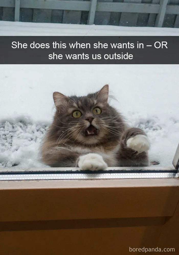 159 Hilarious Cat Snapchats That Will Leave You With The Biggest Smile (New Pics)