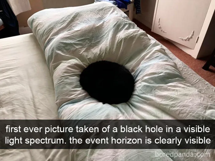 159 Hilarious Cat Snapchats That Will Leave You With The Biggest Smile (New Pics)