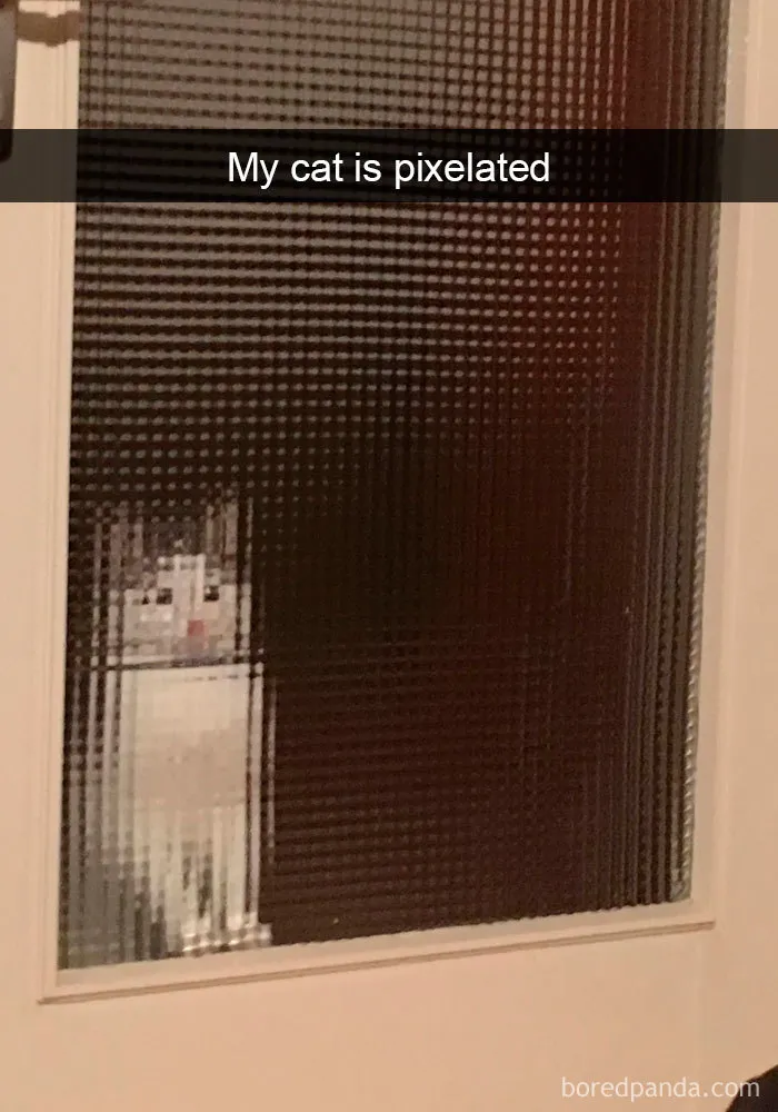 159 Hilarious Cat Snapchats That Will Leave You With The Biggest Smile (New Pics)