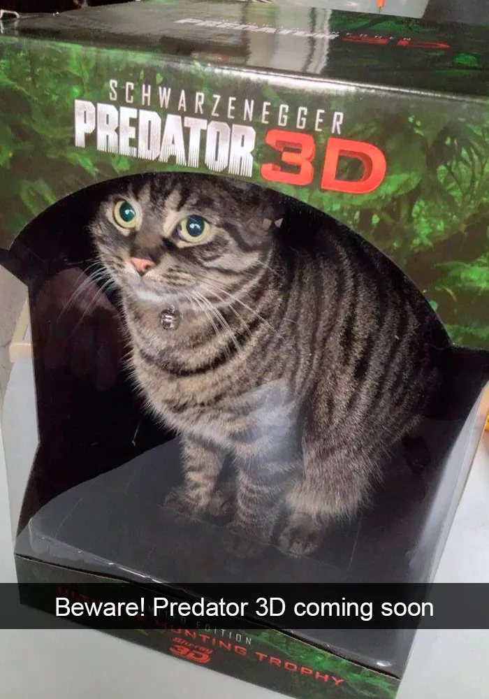 159 Hilarious Cat Snapchats That Will Leave You With The Biggest Smile (New Pics)