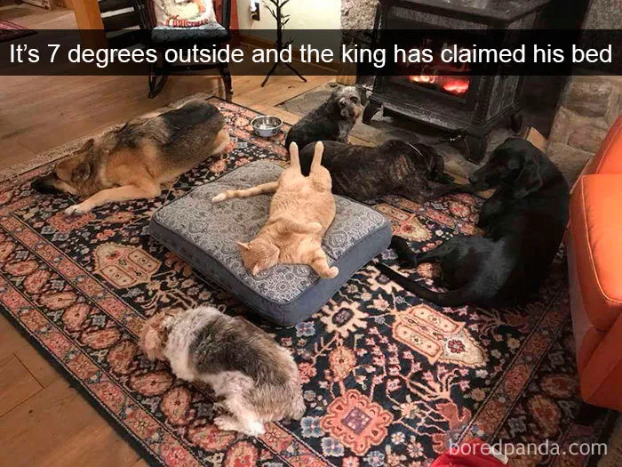 159 Hilarious Cat Snapchats That Will Leave You With The Biggest Smile (New Pics)