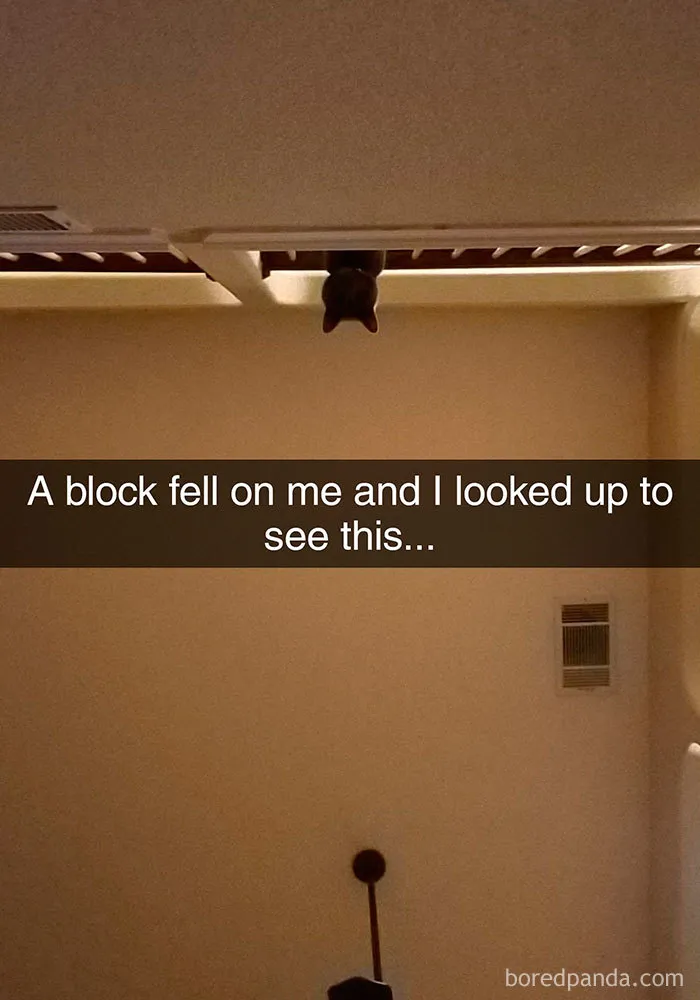 159 Hilarious Cat Snapchats That Will Leave You With The Biggest Smile (New Pics)