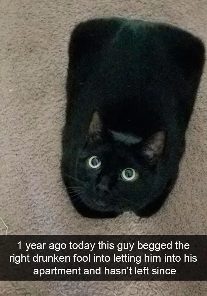 159 Hilarious Cat Snapchats That Will Leave You With The Biggest Smile (New Pics)