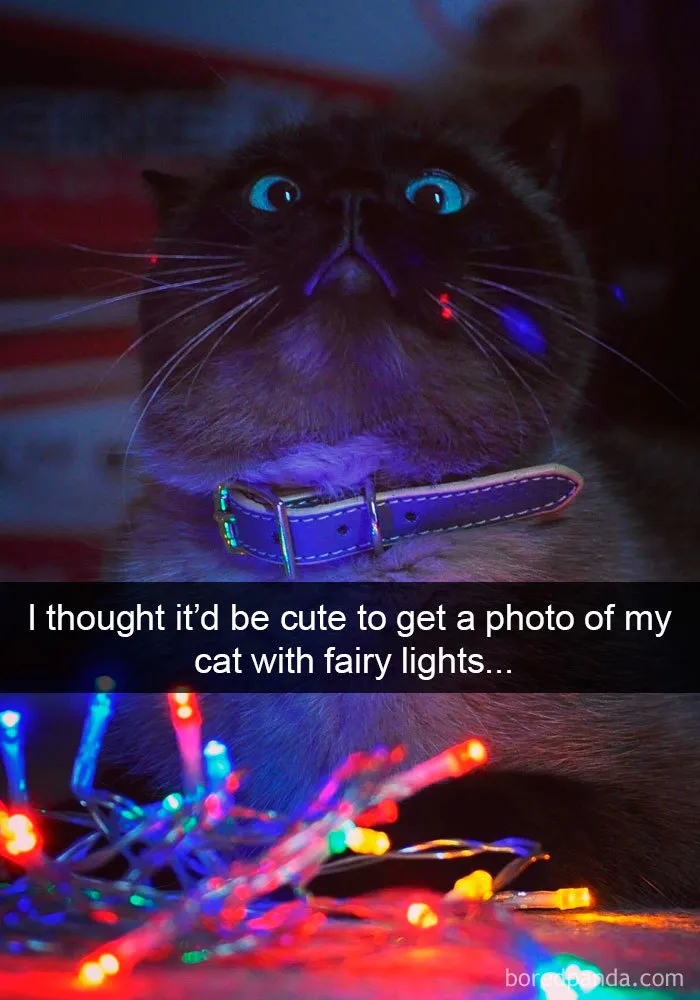159 Hilarious Cat Snapchats That Will Leave You With The Biggest Smile (New Pics)