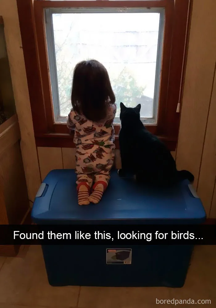 159 Hilarious Cat Snapchats That Will Leave You With The Biggest Smile (New Pics)