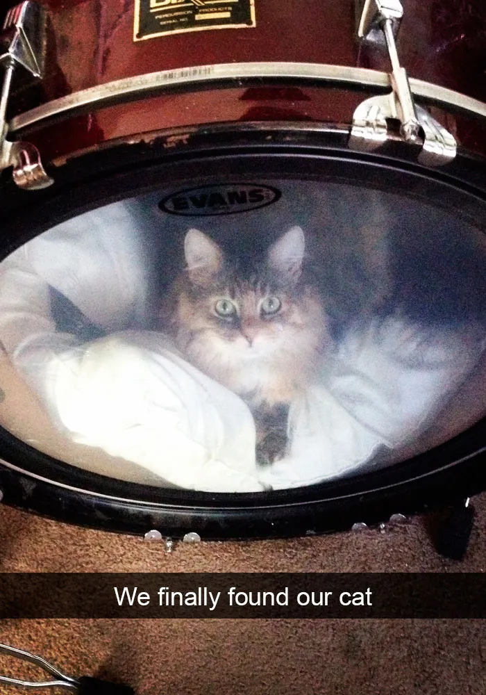 159 Hilarious Cat Snapchats That Will Leave You With The Biggest Smile (New Pics)