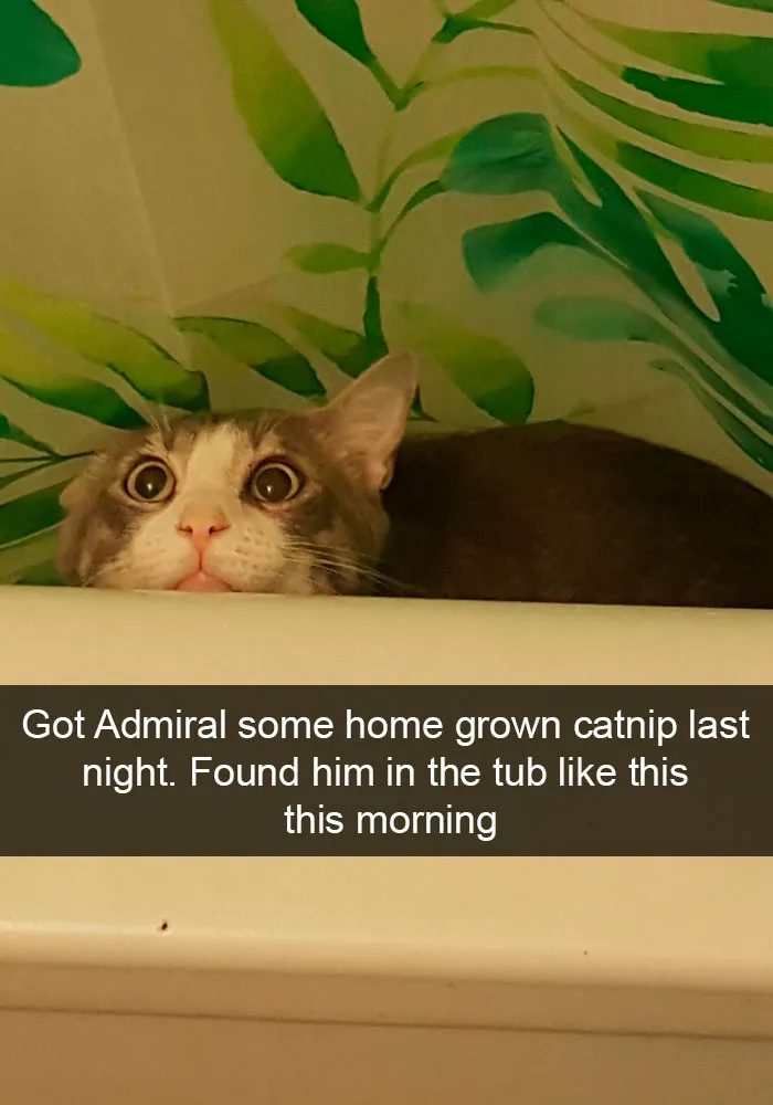 159 Hilarious Cat Snapchats That Will Leave You With The Biggest Smile (New Pics)