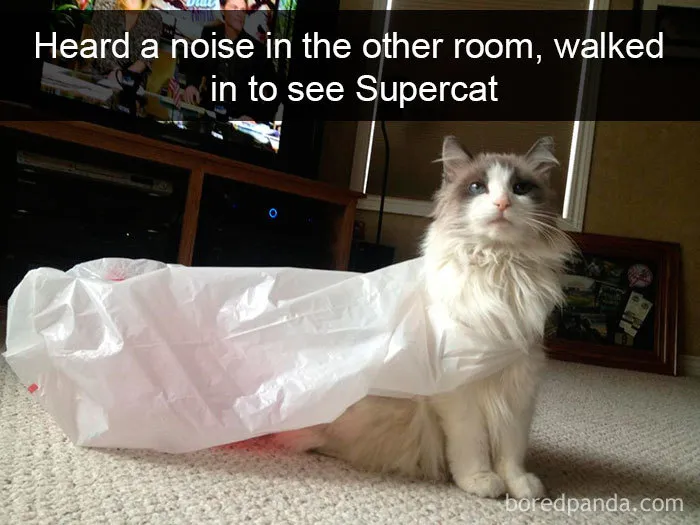 159 Hilarious Cat Snapchats That Will Leave You With The Biggest Smile (New Pics)