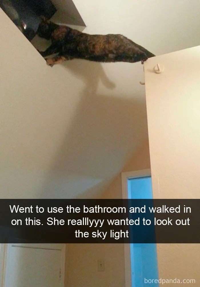 159 Hilarious Cat Snapchats That Will Leave You With The Biggest Smile (New Pics)