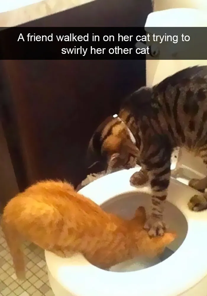 159 Hilarious Cat Snapchats That Will Leave You With The Biggest Smile (New Pics)
