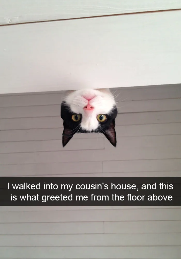 159 Hilarious Cat Snapchats That Will Leave You With The Biggest Smile (New Pics)
