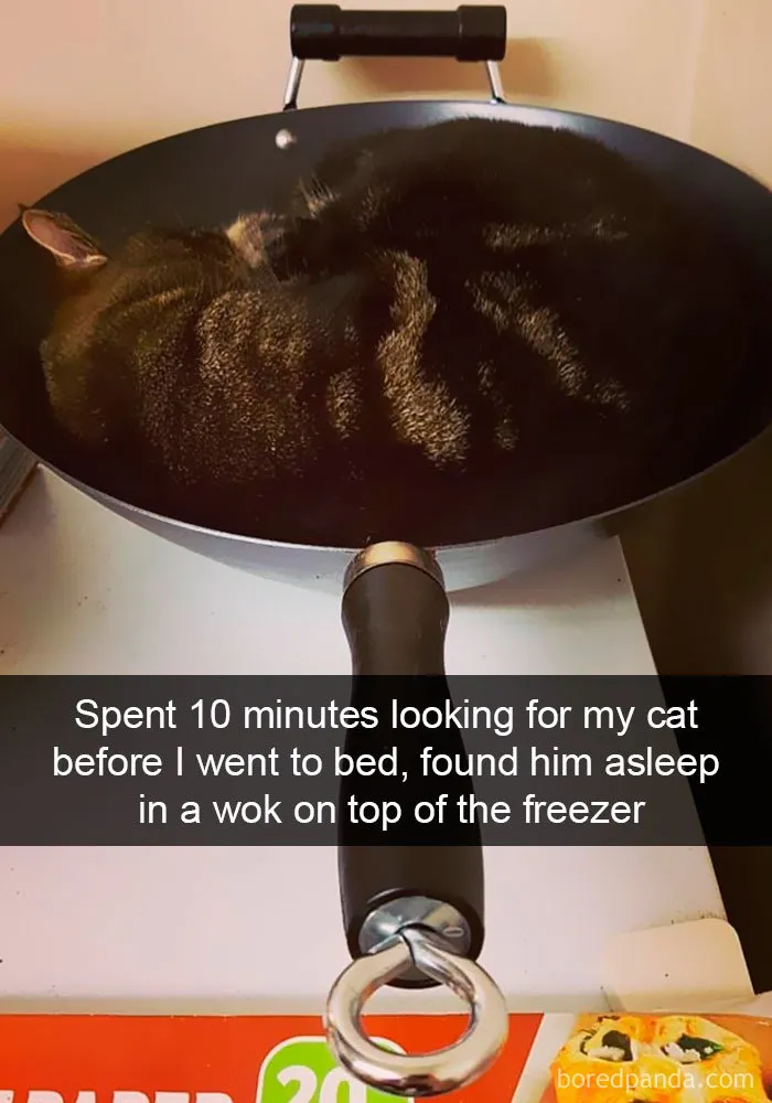 159 Hilarious Cat Snapchats That Will Leave You With The Biggest Smile (New Pics)