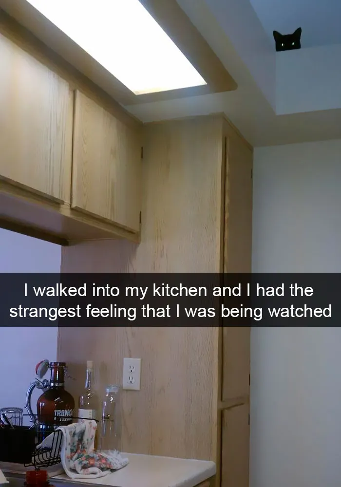 159 Hilarious Cat Snapchats That Will Leave You With The Biggest Smile (New Pics)