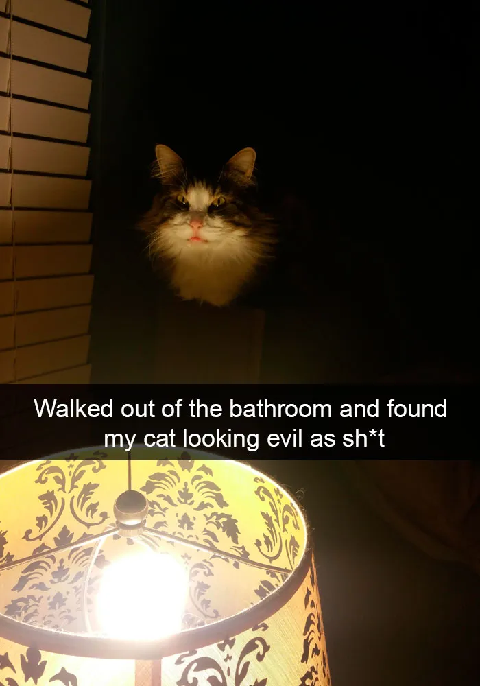 159 Hilarious Cat Snapchats That Will Leave You With The Biggest Smile (New Pics)