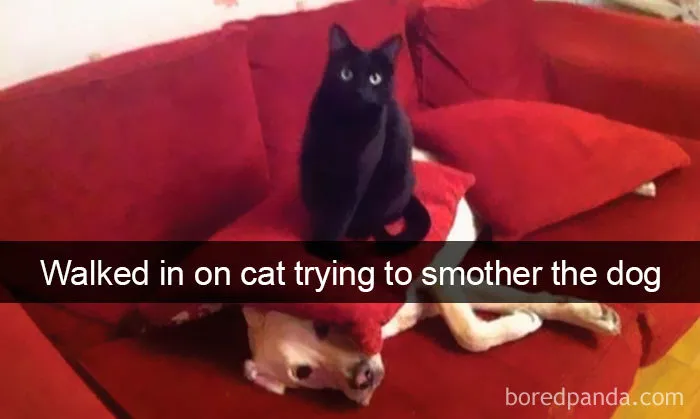 159 Hilarious Cat Snapchats That Will Leave You With The Biggest Smile (New Pics)