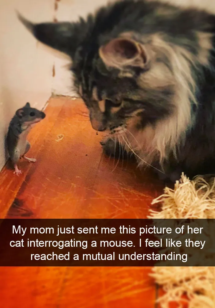 159 Hilarious Cat Snapchats That Will Leave You With The Biggest Smile (New Pics)