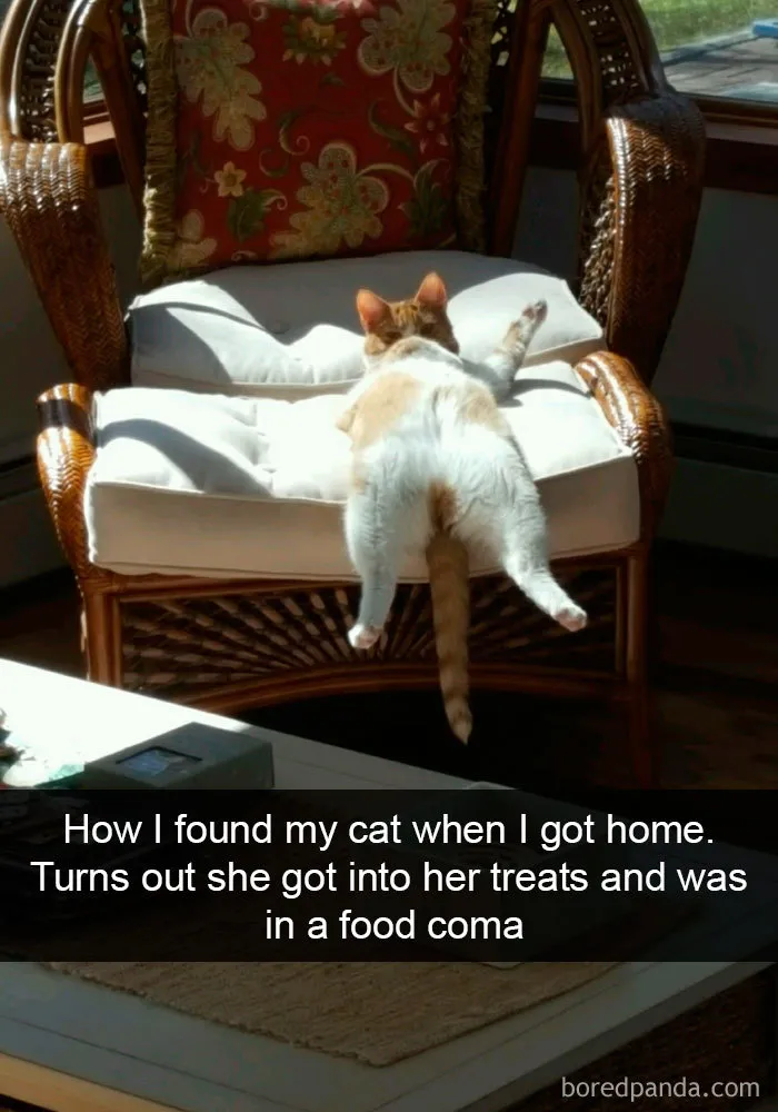 159 Hilarious Cat Snapchats That Will Leave You With The Biggest Smile (New Pics)