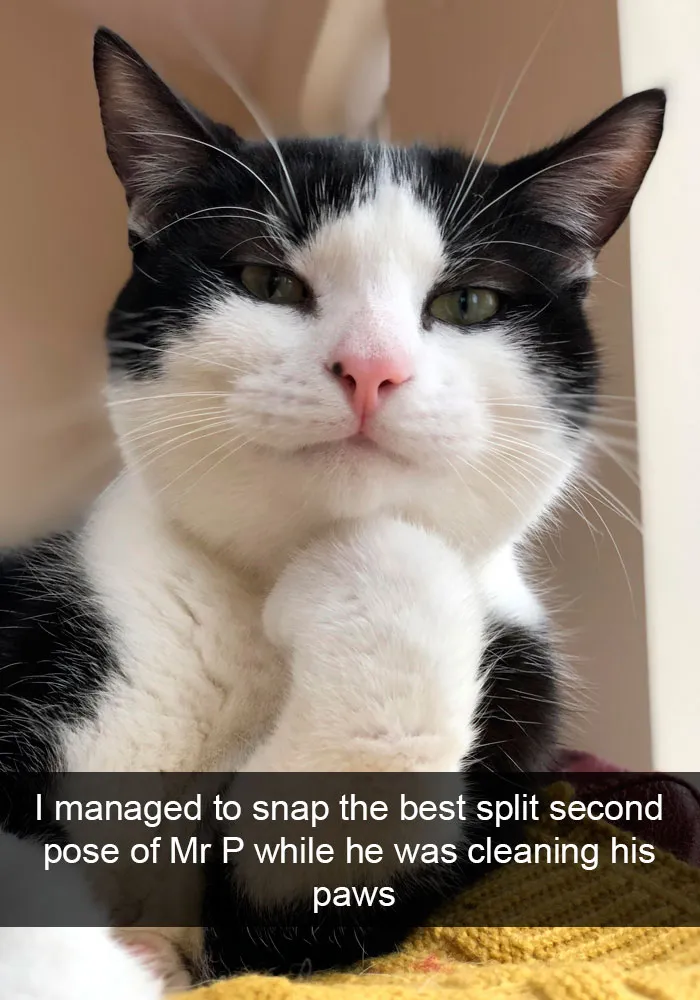 159 Hilarious Cat Snapchats That Will Leave You With The Biggest Smile (New Pics)