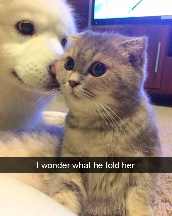 159 Hilarious Cat Snapchats That Will Leave You With The Biggest Smile (New Pics)