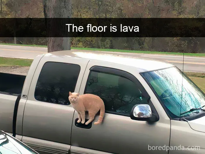159 Hilarious Cat Snapchats That Will Leave You With The Biggest Smile (New Pics)