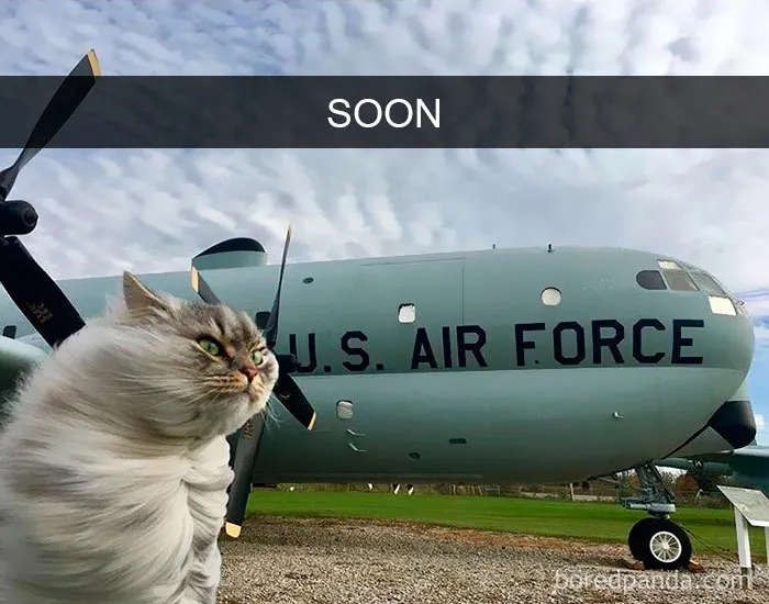 159 Hilarious Cat Snapchats That Will Leave You With The Biggest Smile (New Pics)