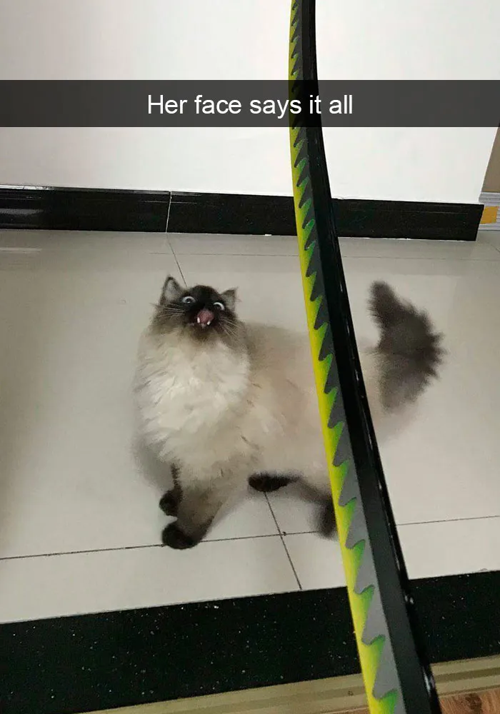 159 Hilarious Cat Snapchats That Will Leave You With The Biggest Smile (New Pics)