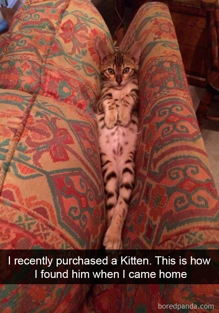 159 Hilarious Cat Snapchats That Will Leave You With The Biggest Smile (New Pics)