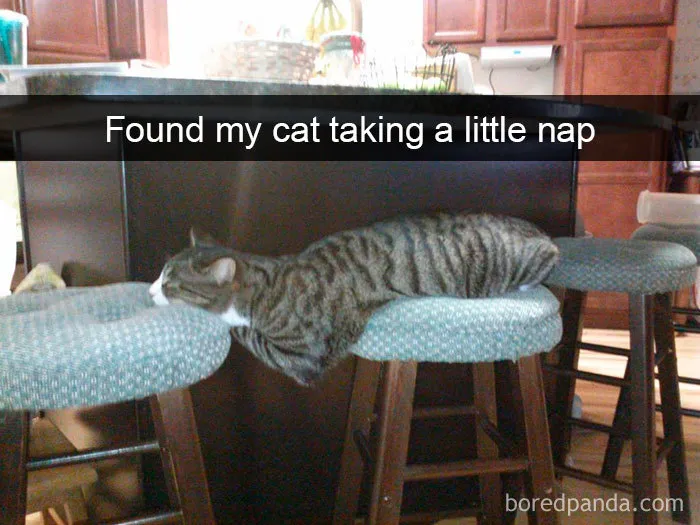 159 Hilarious Cat Snapchats That Will Leave You With The Biggest Smile (New Pics)