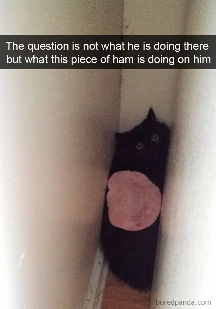 159 Hilarious Cat Snapchats That Will Leave You With The Biggest Smile (New Pics)
