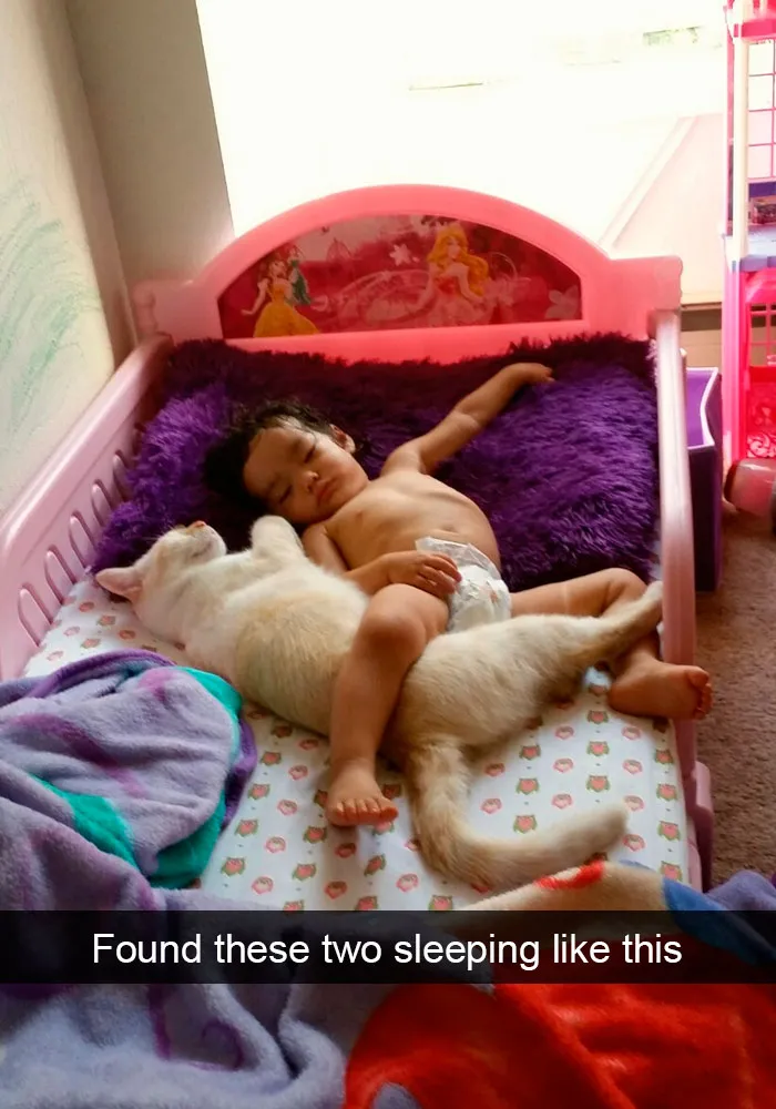 159 Hilarious Cat Snapchats That Will Leave You With The Biggest Smile (New Pics)