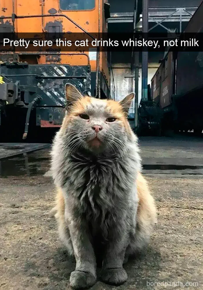 159 Hilarious Cat Snapchats That Will Leave You With The Biggest Smile (New Pics)