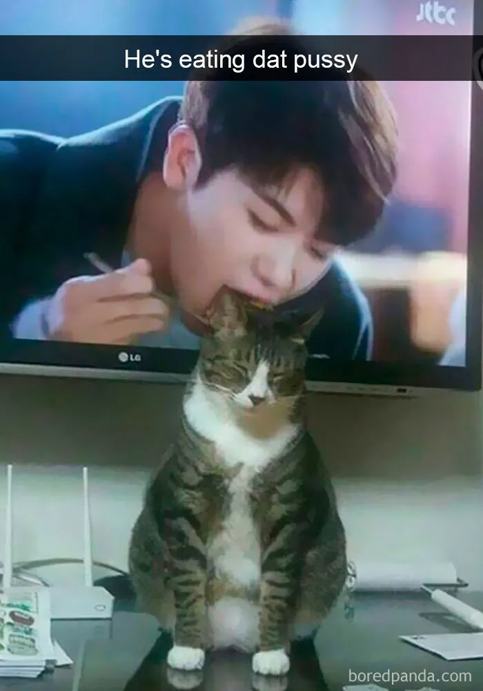 159 Hilarious Cat Snapchats That Will Leave You With The Biggest Smile (New Pics)