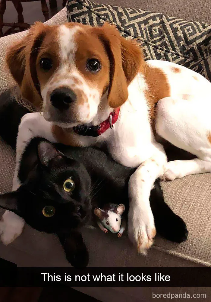 159 Hilarious Cat Snapchats That Will Leave You With The Biggest Smile (New Pics)