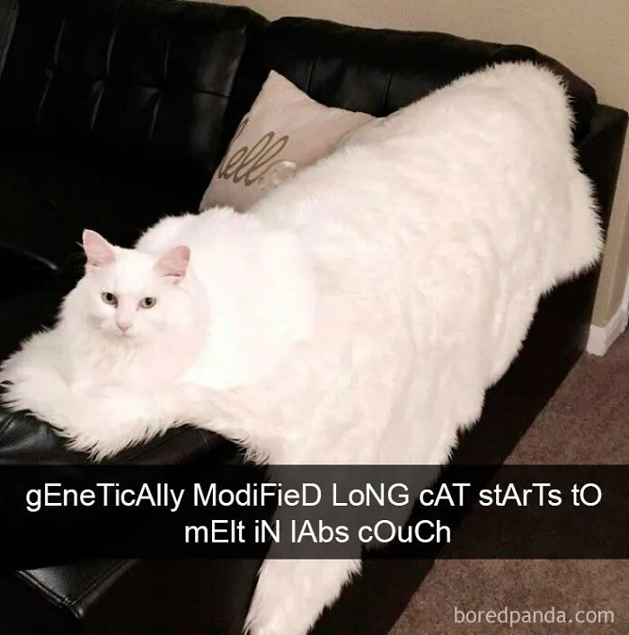 159 Hilarious Cat Snapchats That Will Leave You With The Biggest Smile (New Pics)