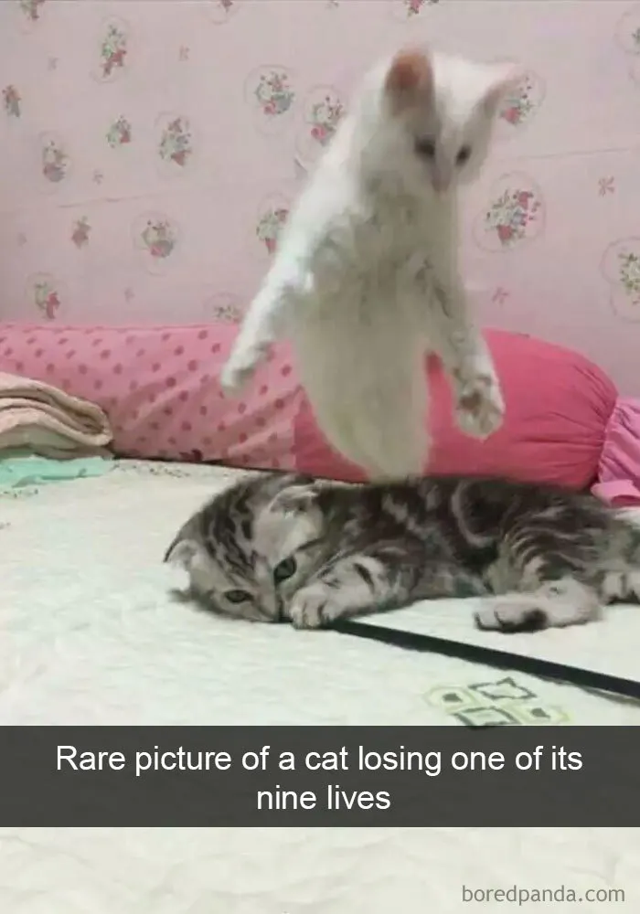 159 Hilarious Cat Snapchats That Will Leave You With The Biggest Smile (New Pics)
