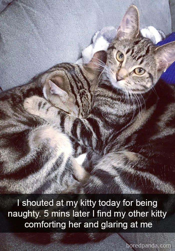159 Hilarious Cat Snapchats That Will Leave You With The Biggest Smile (New Pics)