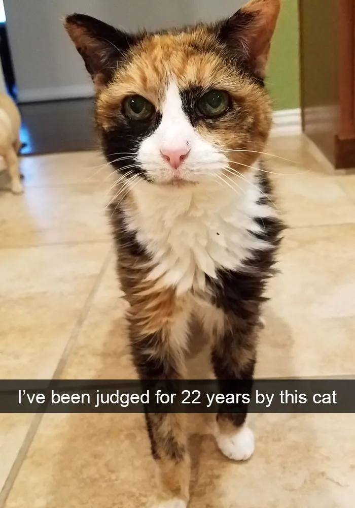 159 Hilarious Cat Snapchats That Will Leave You With The Biggest Smile (New Pics)