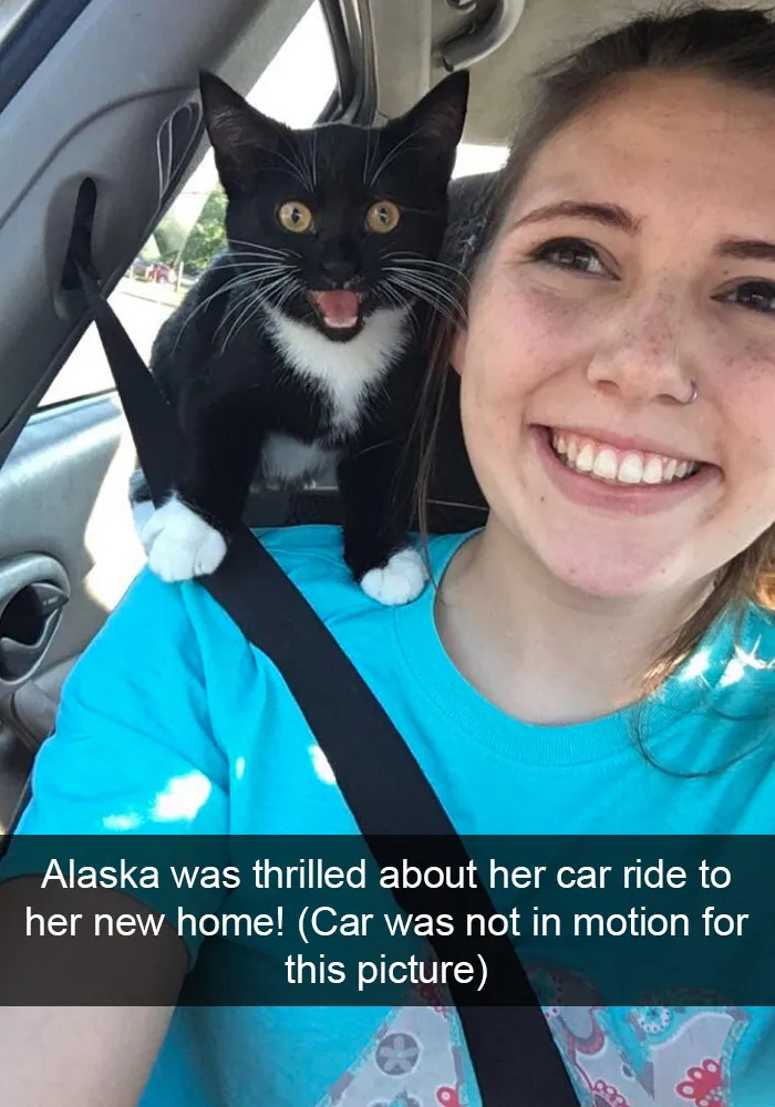159 Hilarious Cat Snapchats That Will Leave You With The Biggest Smile (New Pics)