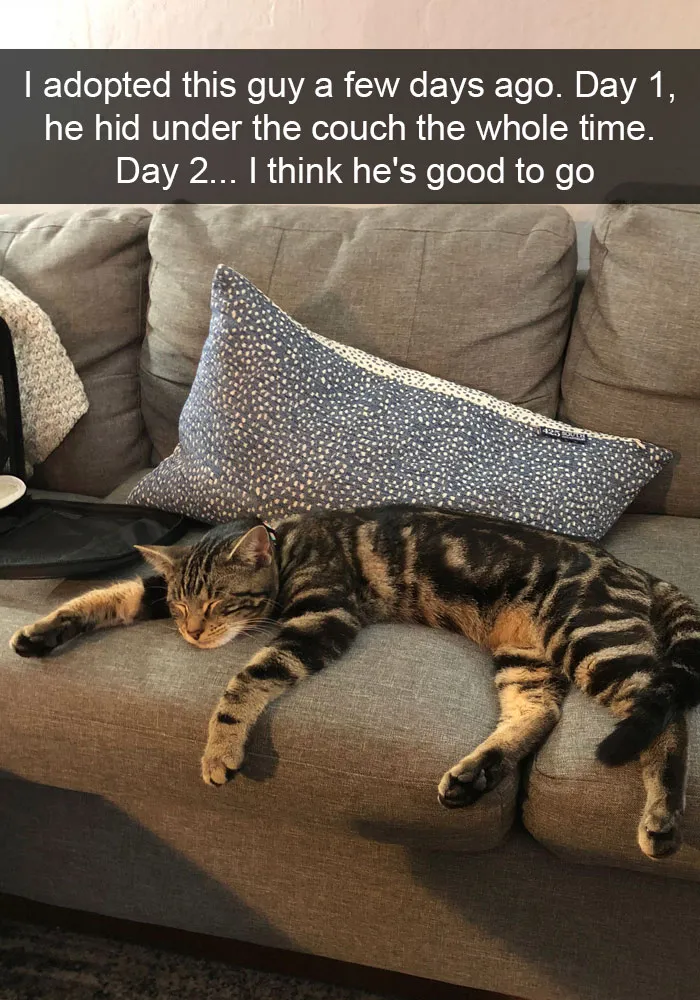 159 Hilarious Cat Snapchats That Will Leave You With The Biggest Smile (New Pics)