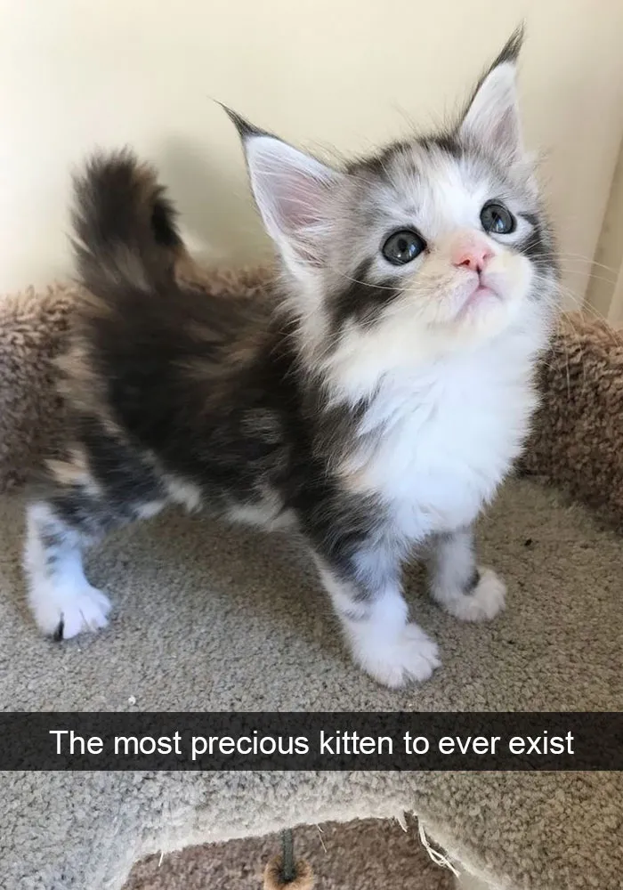 159 Hilarious Cat Snapchats That Will Leave You With The Biggest Smile (New Pics)