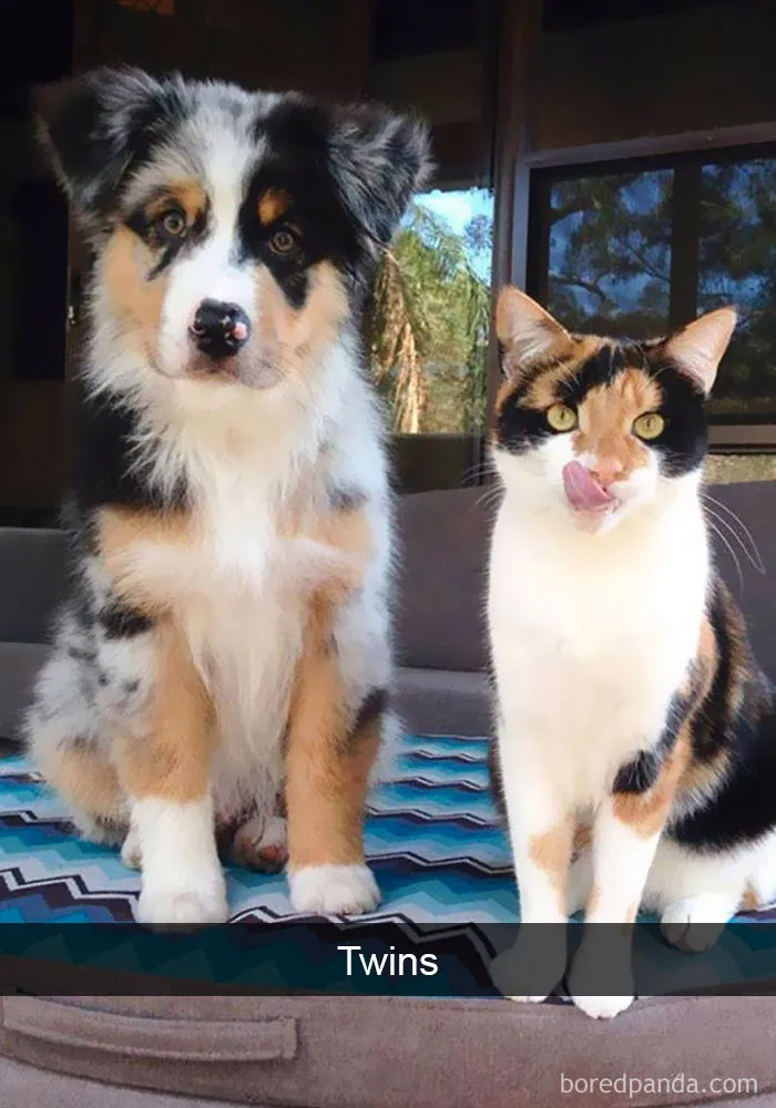 159 Hilarious Cat Snapchats That Will Leave You With The Biggest Smile (New Pics)