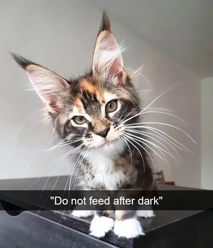 159 Hilarious Cat Snapchats That Will Leave You With The Biggest Smile (New Pics)
