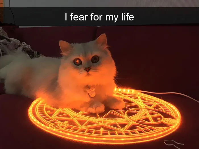 159 Hilarious Cat Snapchats That Will Leave You With The Biggest Smile (New Pics)