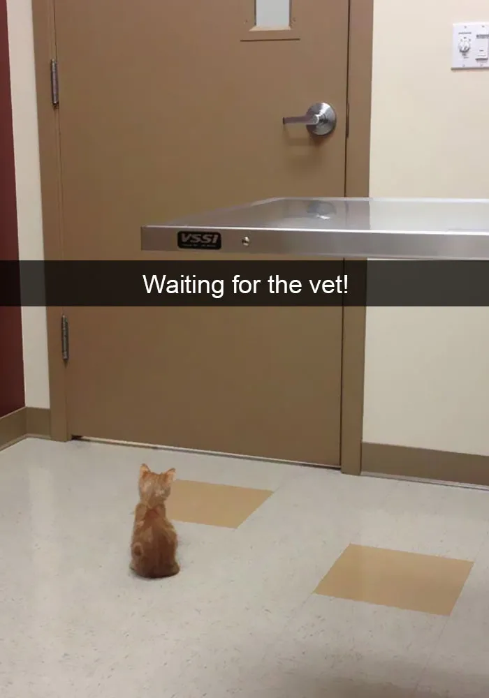 159 Hilarious Cat Snapchats That Will Leave You With The Biggest Smile (New Pics)