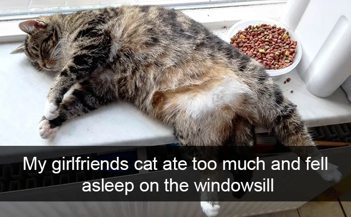159 Hilarious Cat Snapchats That Will Leave You With The Biggest Smile (New Pics)