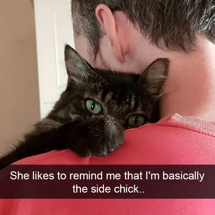 159 Hilarious Cat Snapchats That Will Leave You With The Biggest Smile (New Pics)