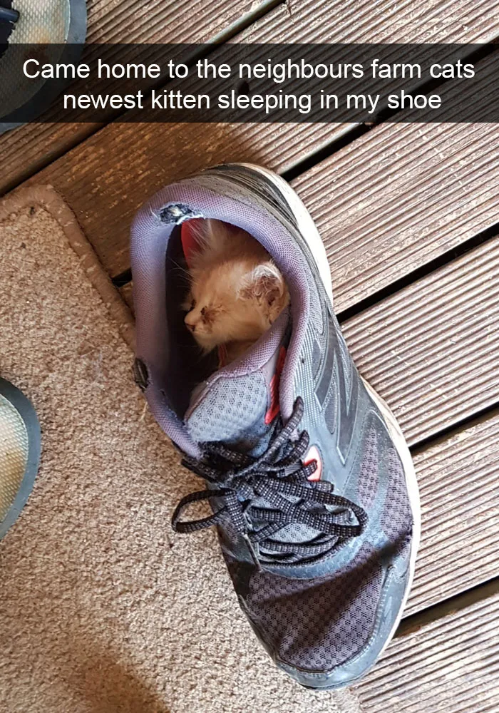 159 Hilarious Cat Snapchats That Will Leave You With The Biggest Smile (New Pics)